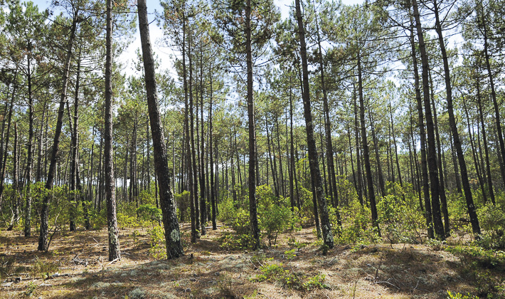 Vacances-passion - Village Vacances Les Genêts*** - Léon - Landes