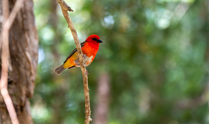 Vacances-passion - Île Maurice - Ile Maurice - Ile Maurice