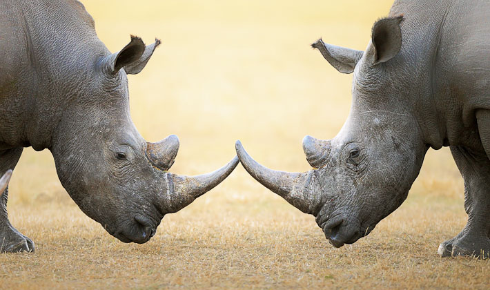 Afrique du Sud datant en ligne
