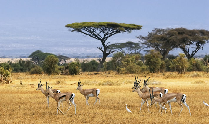 Vacances-passion - Afrique du Sud - Swaziland - Johannsburg - Afrique du Sud - Swaziland