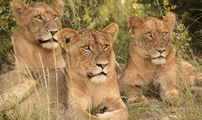 Vacances-passion - Afrique du Sud - Swaziland - Johannsburg - Afrique du Sud - Swaziland